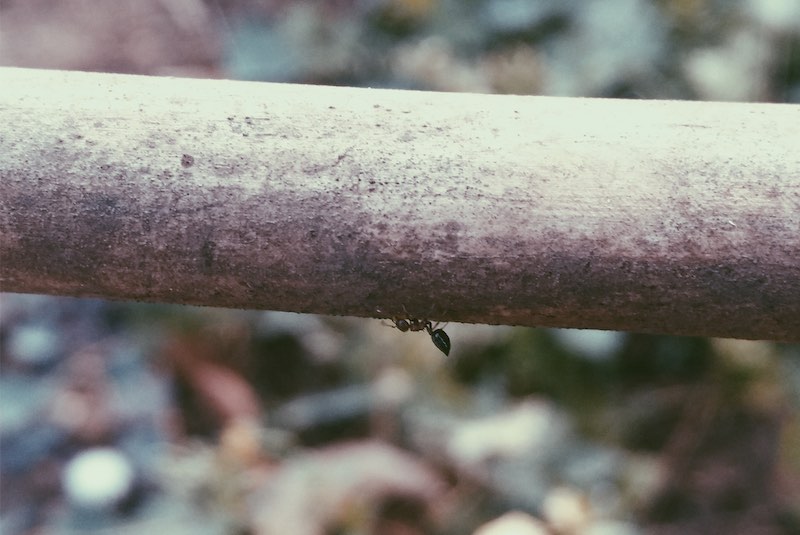 ちいさな蟻